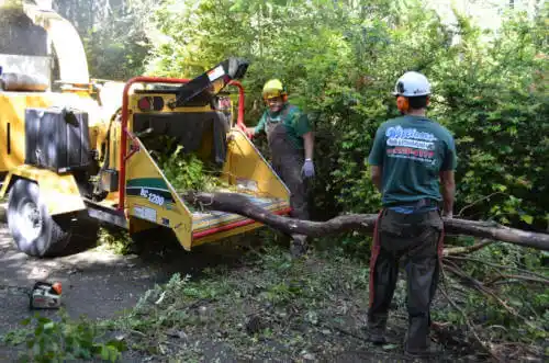 tree services Essex Village